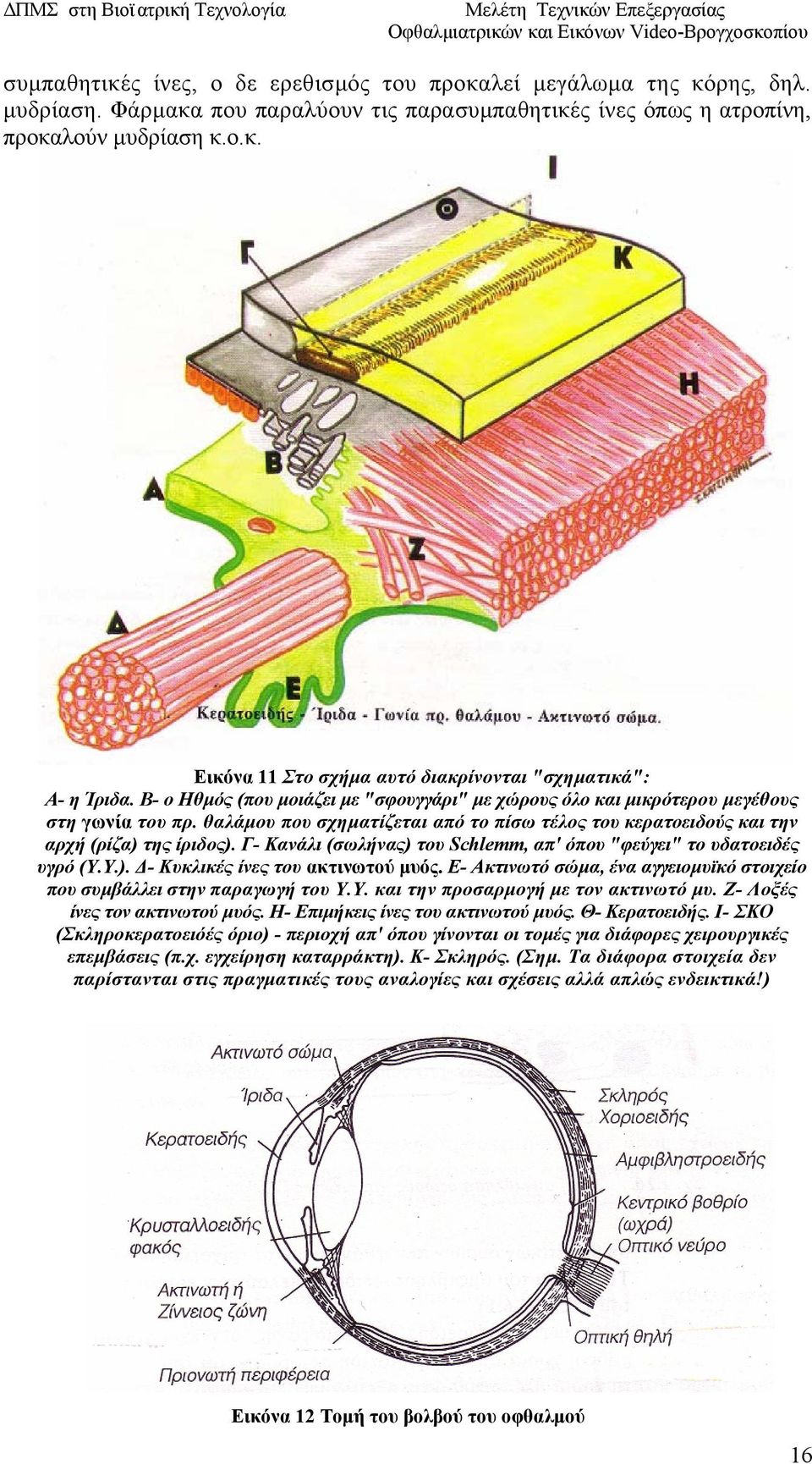 Γ- Κανάλι (σωλήνας) του Schlemm, απ' όπου "φεύγει" το υδατοειδές υγρό (Υ.Υ.). Δ- Κυκλικές ίνες του ακτινωτού μυός. Ε- Ακτινωτό σώμα, ένα αγγειομυϊκό στοιχείο που συμβάλλει στην παραγωγή του Υ.Υ. και την προσαρμογή με τον ακτινωτό μυ.