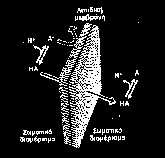 Διάχυση της μη ιονισμένης μορφής ασθενούς οξέος διαμέσου λιπιδικής μεμβράνης