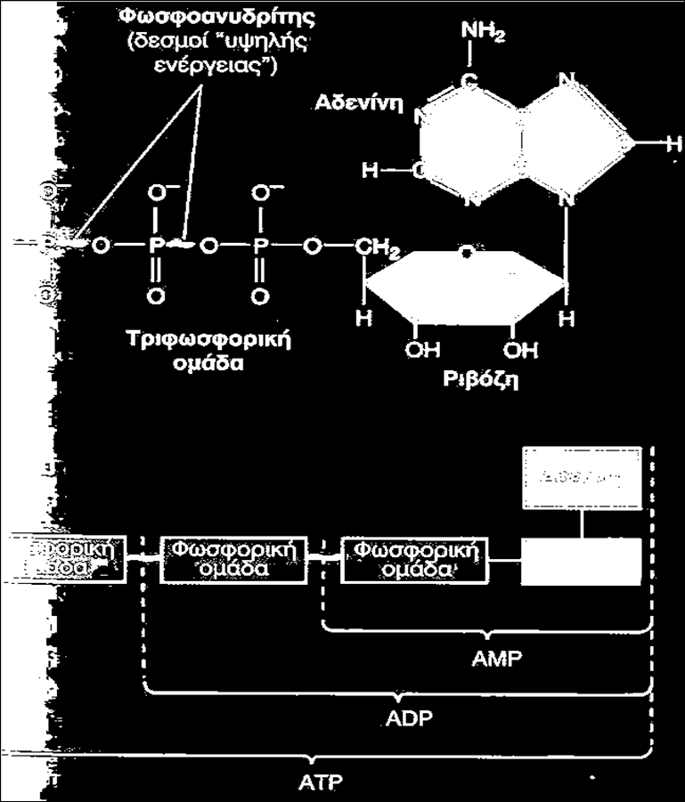 ATP, ADP, AMP 3ο λύκ.