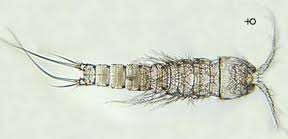 Αρθρόποδα - Καρκινοειδή Κωπήποδα Βασικότερος κρίκος μεταξύ των μικροβιακού πλέγματος και μικρών και μεγάλων σαρκοφάγων (a) Καλανοειδή μακρύ, λεπτό σώμα, οι πρώτες κεραίες στο