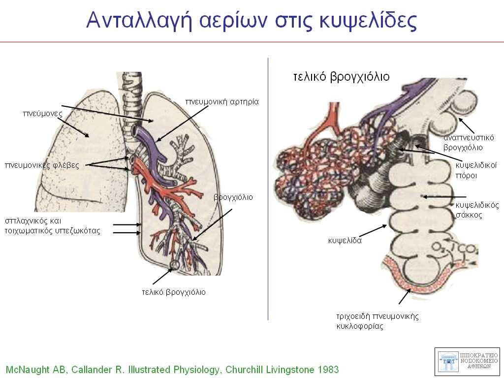 acinus (λειτουργική μονάδα) L Κ αναπνευστικό βρογχιόλιο 1ογενές λοβίδιο 2ογενές