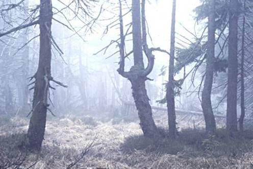 Νεκρό δάσος στη Σκανδιναβία ως αποτέλεσμα των όξινης βροχής Εικόνα 7: Νεκρό δάσος στη Σκανδιναβία ως αποτέλεσμα των