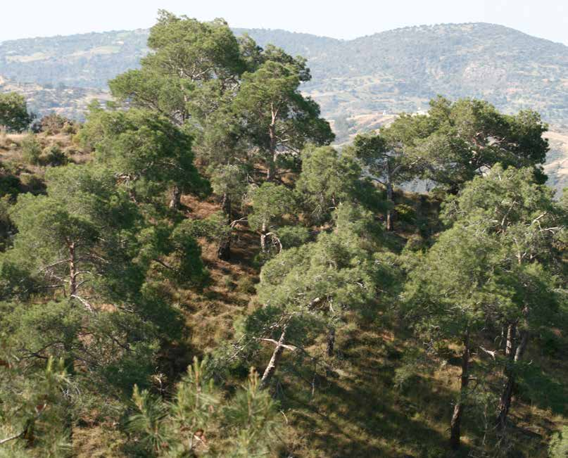 Pinus brutia Χρήσεις: κατάληλο για ανεμοφράκτες