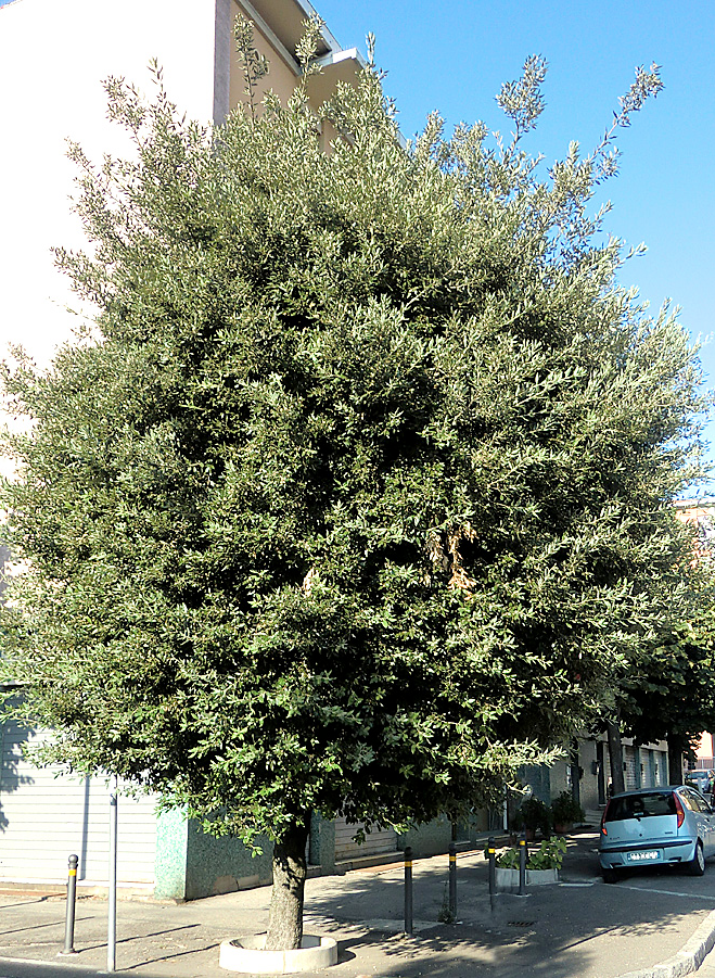 Quercus ilex Δρύς ίληξ (αριά) αειθαλές ύψος: 15-18m πλάτος κόμης: 8-10m σχήμα κομης: σφαιρικό Απαιτήσεις: περιορισμένες αρδεύσεις /