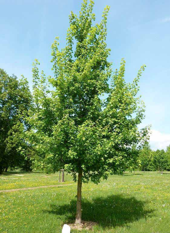 Acer campestre Σφένδαμος πεδινή φυλλοβό ύψος: 8-10m πλάτος κόμης: 8m σχήμα κομης: σφαιρικό ανοικτό Απαιτήσεις: κανονικές