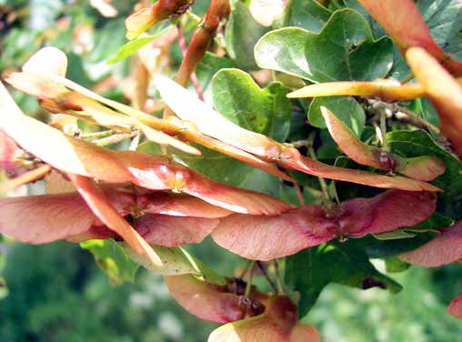Acer campestre Φύλλωμα: μικρά, πυκνά φύλλα / μεσαία υφή