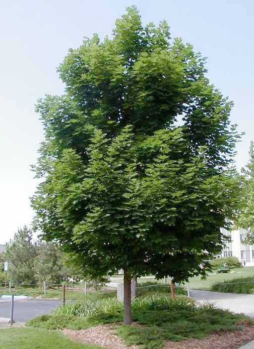 Acer platanoides Σφένδαμος πλατανοειδής φυλλοβό ύψος: 15-20m πλάτος κόμης: 8-10m σχήμα κομης: σφαιρικό Απαιτήσεις: κανονικές αρδεύσεις /