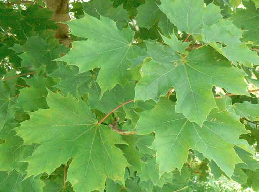 Acer platanoides Φύλλωμα: πλατιά, λαμπερά πράσινα φύλλα, που μοιάζουν με αυτά