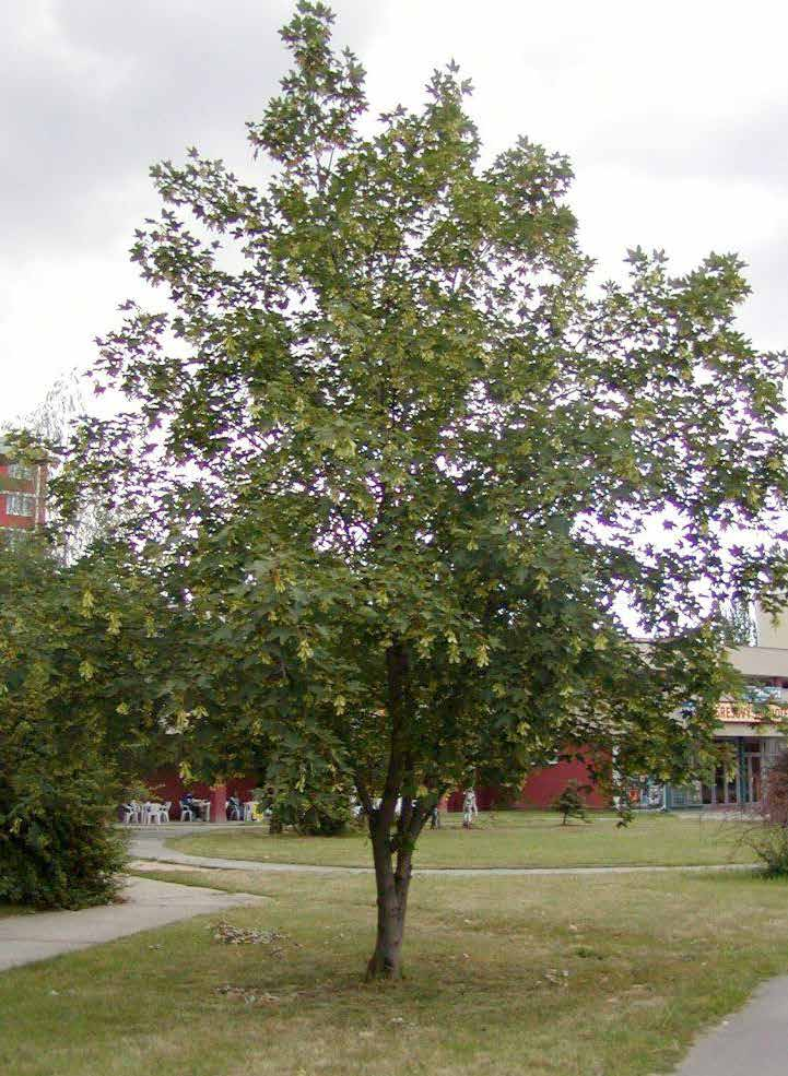 Acer pseudoplatanus Σφένδαμος ψευδοπλάτανος φυλλοβό ύψος: 18-20m πλάτος κόμης: 10-12m σχήμα κομης: ανοικτό σφαιρικό Απαιτήσεις: κανονικές