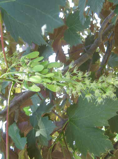 Acer pseudoplatanus Φύλλωμα: πλατιά χνουδωτά φύλλα με ιώδες χρώμα στην κάτω πλευρά, που