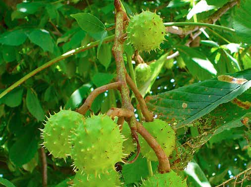 Aesculus hippocastanum Φύλλωμα - άνθη: πλατιά και πυκνά, σκούρα πράσινα, σύνθετα φύλλα / τραχεία υφή / καφεκίτρινο