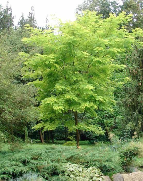 Robinia pseudoacacia Χρήσεις: αναδεικνύεται όταν φυτεύεται με φόντο δέντρα με σκούρο πράσινο