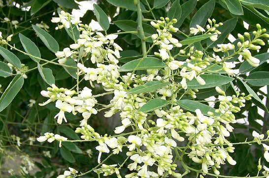 Sophora japonica Φύλλωμα: σύνθετα, σκούρα πράσινα φύλλα / λεπτή υφή / έντονο κίτρινο χρώμα το φθινόπωρο