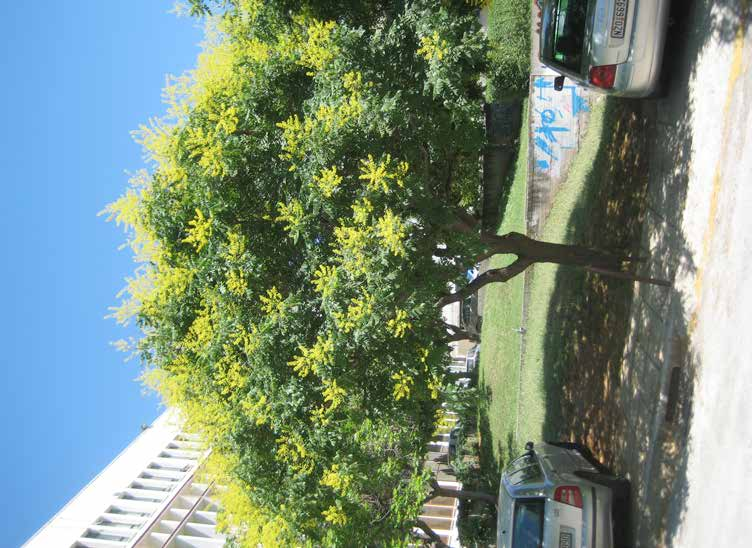 Koelreuteria paniculata Κελρετόρια φυλλοβόλο ύψος: 9m πλάτος κόμης: 9m σχήμα κομης: πεπλατυσμένο σφαιρικό Απαιτήσεις: κανονικές