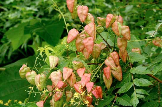 Koelreuteria paniculata Φύλλωμα - άνθη: ανοιχτά πράσινα, σύνθετα φύλλα / μέση υφή / κιτρινο-κόκκινο
