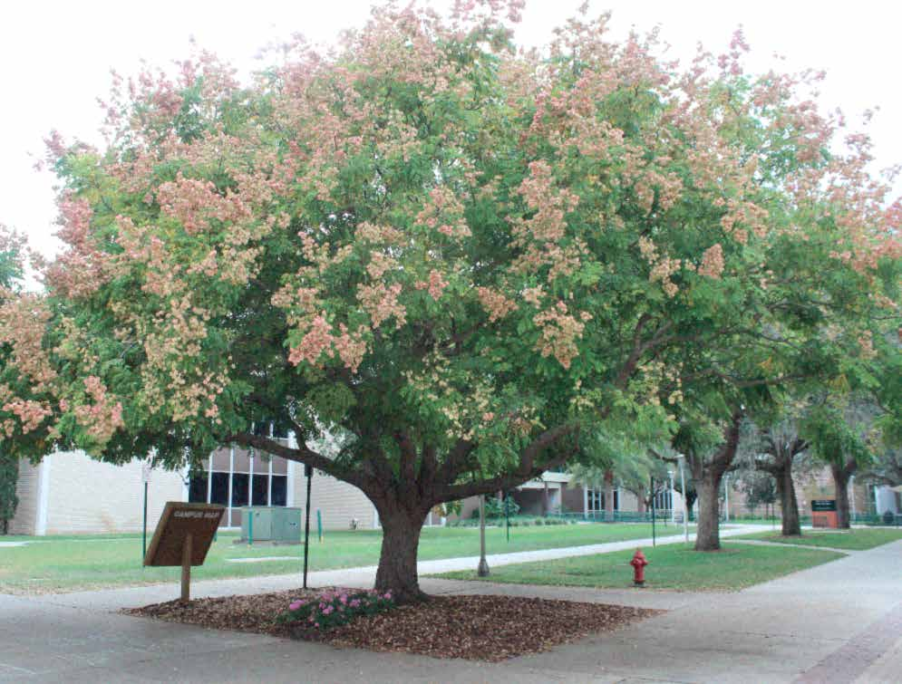 Koelreuteria paniculata Χρήσεις: καρπός με διακοσμητική αξία που παραμένει στο δέντρο όλο το χειμώνα μεταφυτεύεται
