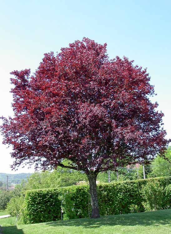 Prunus pissardi Δαμασκηνιά καλλωπιστική φυλλοβόλο ύψος: 5-8m πλάτος κόμης: 4-6m σχήμα κομης: σφαιρικό - κυπελλοειδές Απαιτήσεις: κανονικές