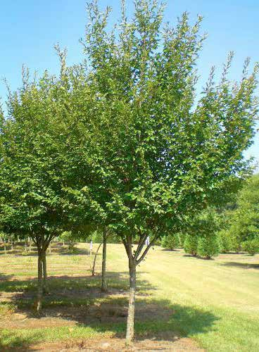 Prunus serrulata Κερασιά καλλωπιστική φυλλοβόλο ύψος: 5-8m πλάτος κόμης: 4-6m σχήμα κομης: κυπελλοειδές Απαιτήσεις: κανονικές