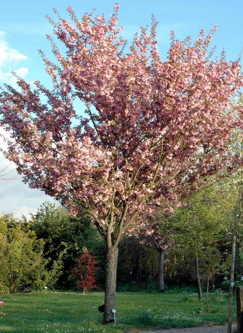 Prunus serrulata Φύλλωμα - άνθη: ωοειδή, σκούρα πράσινα φύλλα / μεσαία υφή λευκά ή ρόδινα