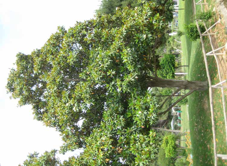 Magnolia grandiflora Μαγνόλια μεγανθής αειθαλές ύψος: 15-18m πλάτος κόμης: 10m σχήμα κομης: ευρύ πυραμιδοειδές Απαιτήσεις: κανονικές αρδεύσεις /