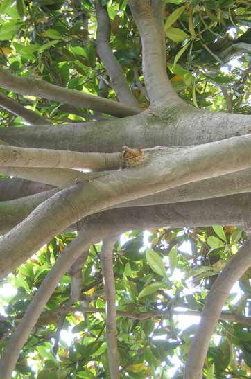 Magnolia grandiflora Φύλλωμα - άνθη: ελλειπτικά, δερματώδη, γυαλιστερά βαθυπράσινα φύλλα /