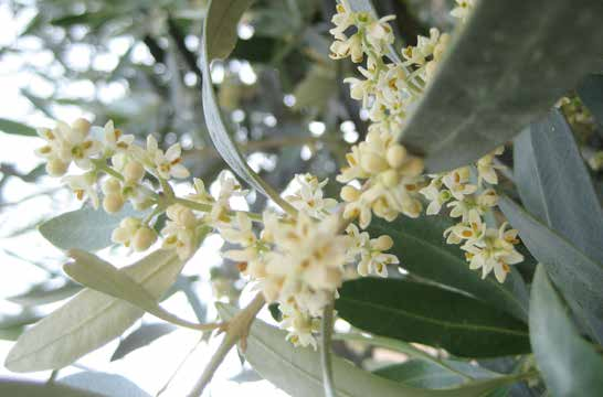 Olea europaea Φύλλωμα - άνθη: λογχοειδή, δερματώδη φύλλα, γκριζοπράσινα στην άνω επιφάνεια και ασημί στην κάτω / λεπτή υφή