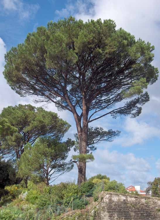 Pinus pinea Πεύκη ήμερη (κουκουναριά) αειθαλές ύψος: 20-25m πλάτος κόμης: 10-15m σχήμα κομης: σφαιρικό που αργότερα γίνεται ομπρελοειδές Απαιτήσεις: