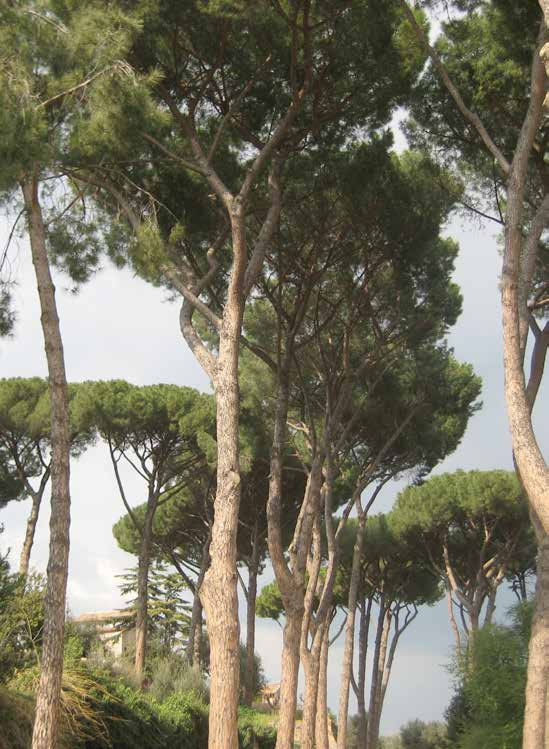 Pinus pinea Φύλλωμα: μακριές, ανοιχτές πράσινες βελόνες / λεπτή υφή / το