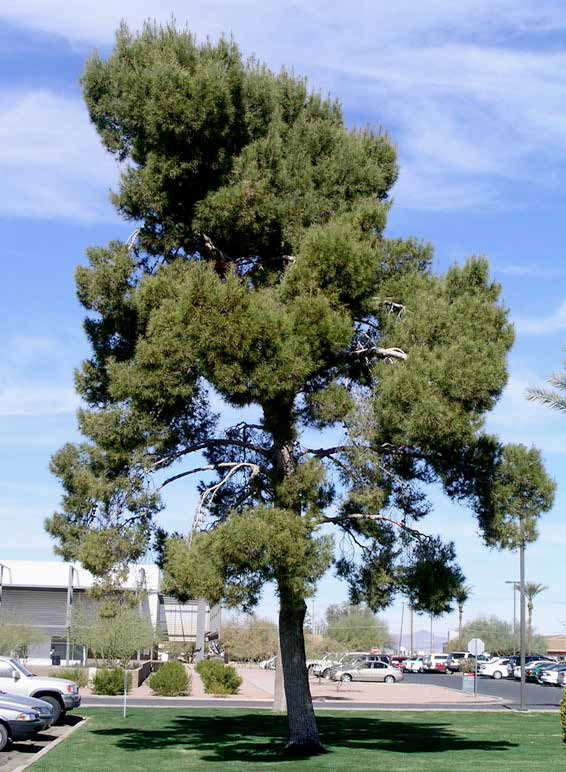 Pinus halepensis Πεύκη χαλέπιος αειθαλές ύψος: 15-18m πλάτος κόμης: 8-10m σχήμα κομης: ακανόνιστο ανοικτό Απαιτήσεις: περιορισμένες αρδεύσεις /