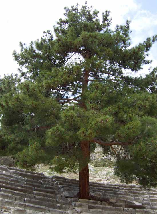 Pinus brutia Πεύκη τραχεία αειθαλές ύψος: 15-20m πλάτος κόμης: 8-12m σχήμα κομης: κωνικό αρχικά, πεπλατυσμένο αργότερα Απαιτήσεις: