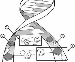47 Στην παρακείμενη εικόνα, το νουκλεοτίδιο είναι ο σχηματισμός: Α. 1 Β. 2 Γ. 3 Δ. 4 48 Σε μια χημική αντίδραση που καταλύεται από ένα ένζυμο, η προσθήκη μιας ουσίας (Χ) μειώνει την ταχύτητά της.