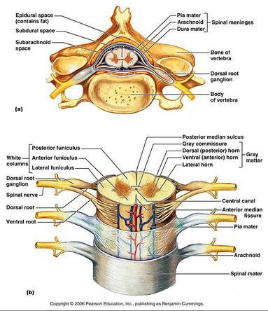 Νωτιαίος Μυελός O νωτιαίος μυελός είναι μία λεπτή κυλινδρική στήλη νευρικού ιστού που προστατεύεται μέσα στο σπονδυλικό σωλήνα. Αποτελεί συνέχεια του εγκεφάλου.