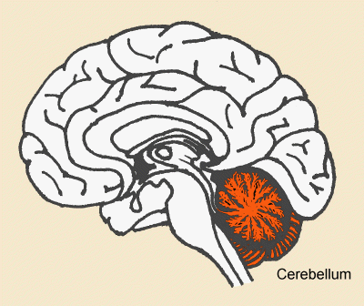 Παρεγκεφαλίδα Aποτελείται από δύο ημισφαίρια, τα οποία συνδέονται με μία δομή που ονομάζεται σκώληκας.