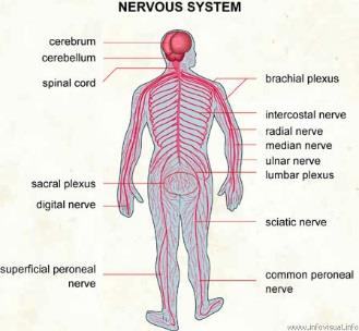Εγκεφαλικά Νωτιαία νεύρα Νεύρα o Ο άνθρωπος έχει 12 ζεύγη εγκεφαλικών νεύρων που διακρίνονται σε αισθητικά, κινητικά και μεικτά.