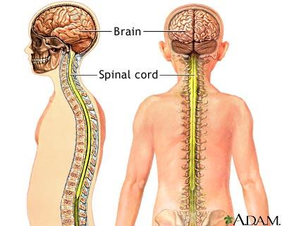 Κεντρικό Νευρικό Σύστημα Το Κεντρικό Νευρικό Σύστημα (ΚΝΣ) συντονίζει όλες τις λειτουργίες του οργανισμού.