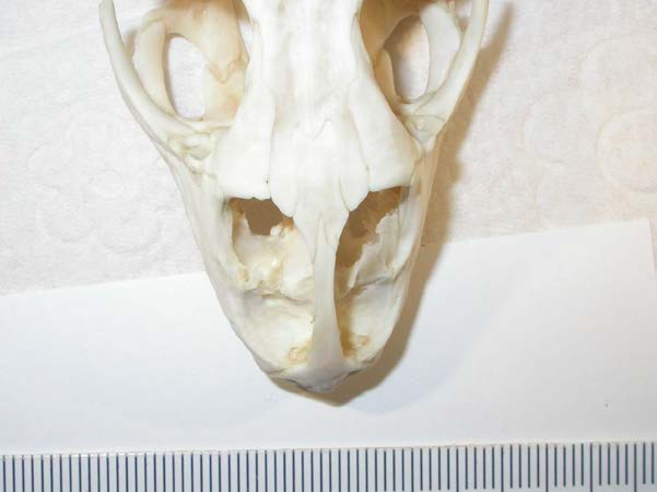 VI. Varanus