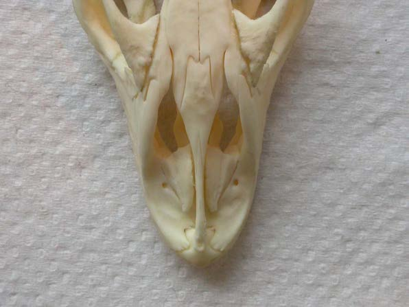 VII. Varanus