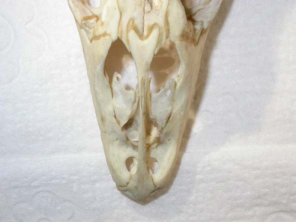 XIII. Varanus