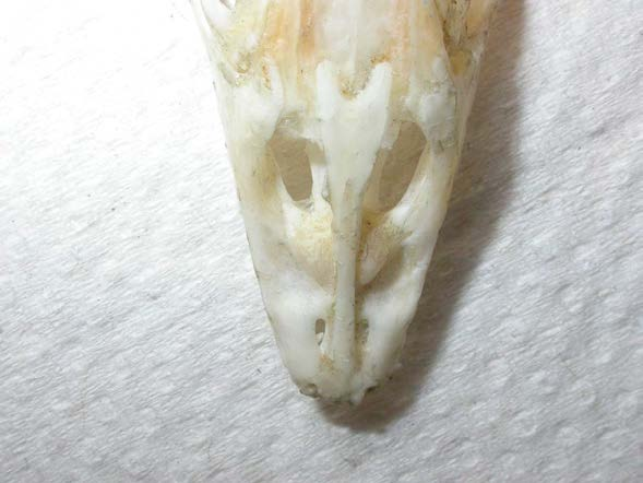 XV. Varanus