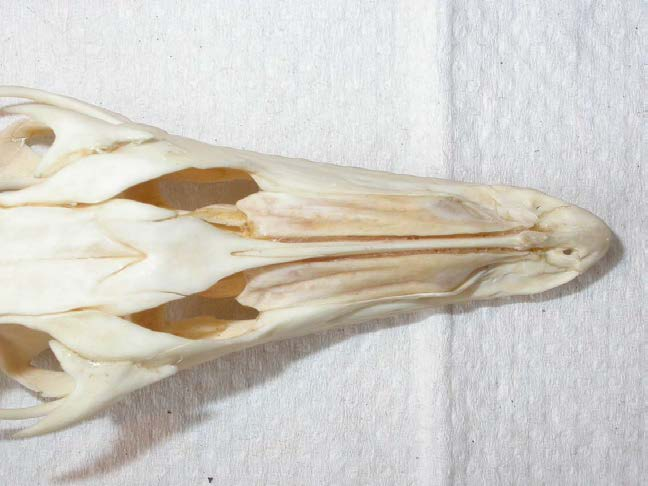XVI. Varanus
