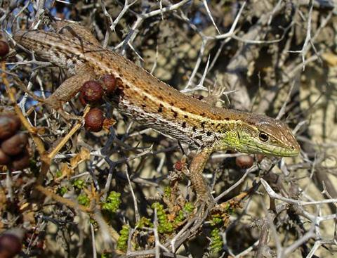 ΙV. Οικογένεια: Lacertidae Είδος: Ophisops elegans Κοινή ονομασία: Οφίσωψ (οφίσωψ= αυτός που έχει μάτια φιδιού) Μικρή σαύρα που φτάνει ολικό μήκος τα 15 cm.