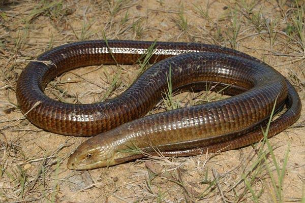 VII. Οικογένεια: Anguidae Είδος: Pseudopus apodus Κοινή ονομασία: Τυφλίτης Συναντάται σε πολλές περιοχές του ελληνικού χώρου, όπως στην Ηπειρωτική Ελλάδα, στην Πελοπόννησο και σε πολλά νησιά.