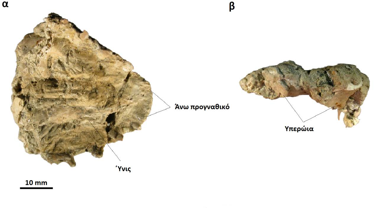Εικ. Varanus marathonensis, Μυτιληνιοί 3 (ΜΥΤ), Σάμος. Τμήμα κρανίου ΜΥΤ-130, α) κοιλιακή όψη, β) οπίσθια όψη.
