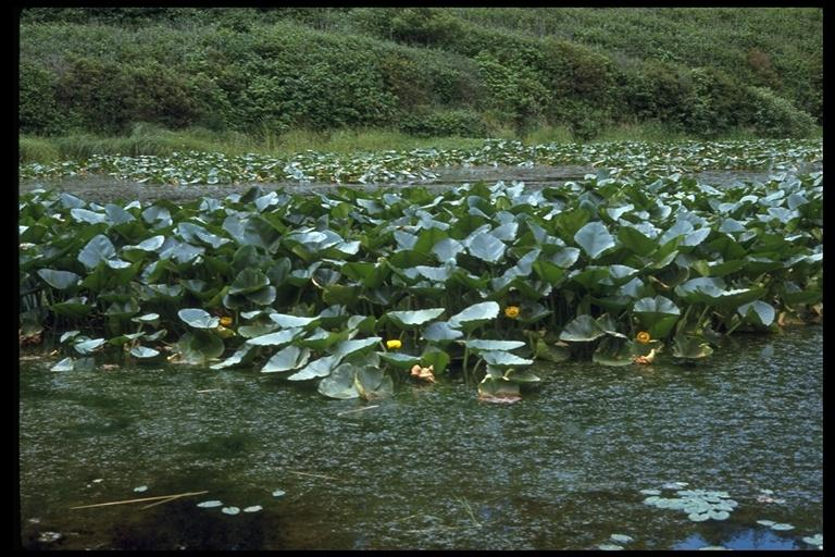 Nuphar luteum, Nymphaeaceae πολυετές υδρόβιο φυτό, πολύτιμο