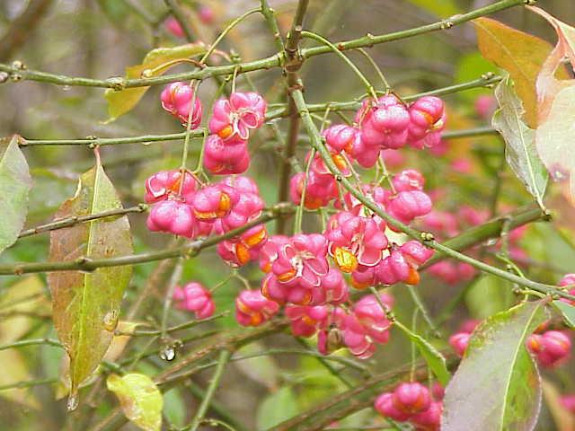 Euonymus europaeus, Celastraceae