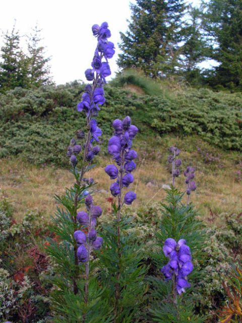 Aconitum