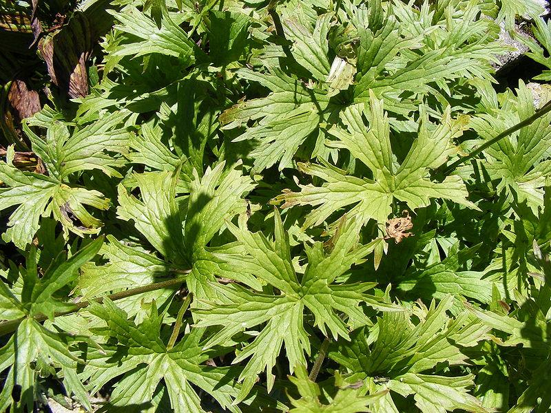 Aconitum