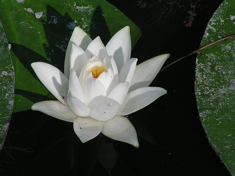 Nymphaea