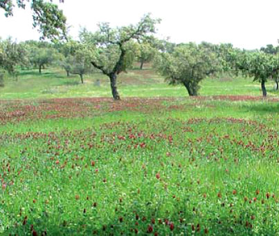 Γεωργία & Ορνιθοπανίδα Οι οργανικές καλλιέργειες έχουν συνήθως µικρότερο µέγεθος, περιβάλλονται από φυτοφράκτες µεγαλύτερου ύψους και πλάτους και έχουν ακαλλιέργητα περιθώρια µε περισσότερα δένδρα σε