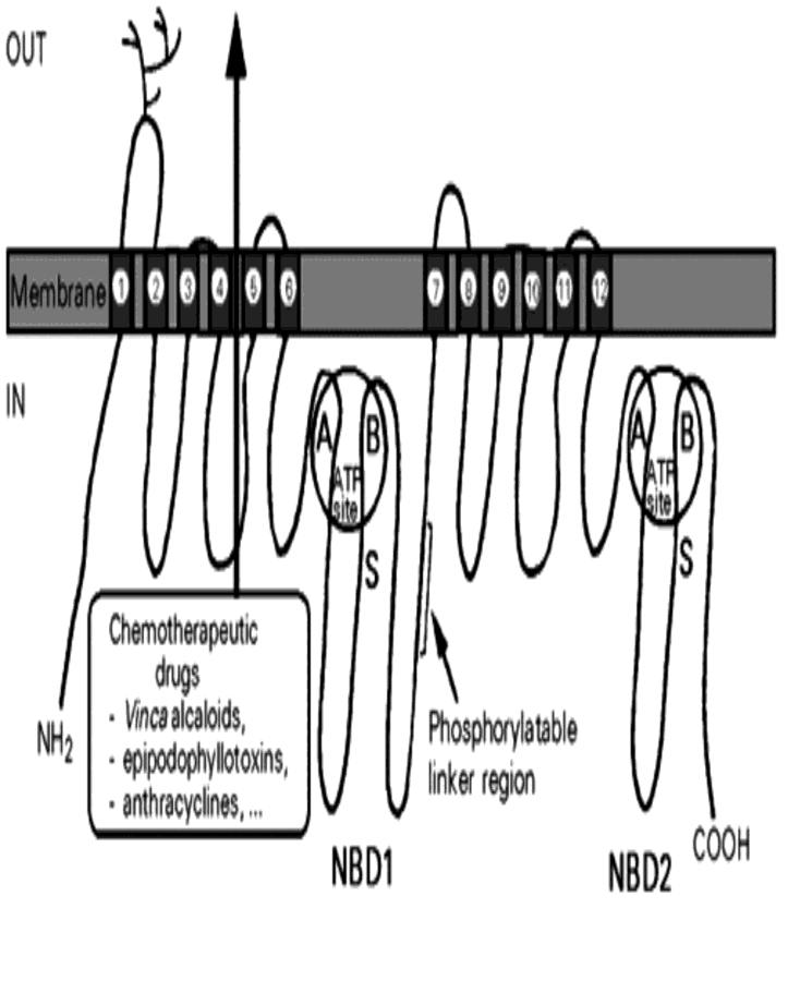 P-glycoprotein (Pgp), η οποία αυξάνει την εκροή του αντικαρκινικού φαρμάκου από το εσωτερικό του κυττάρου.